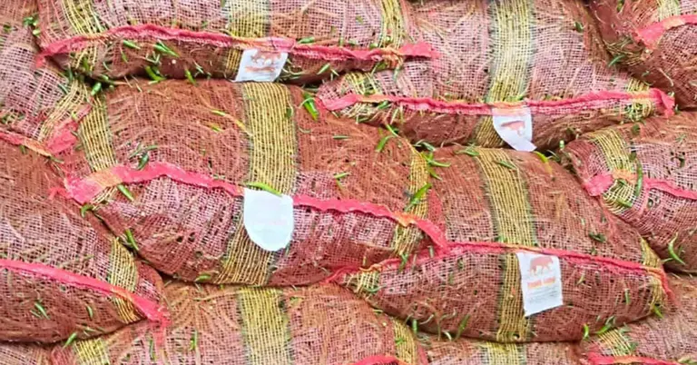 কাচা মরিচ